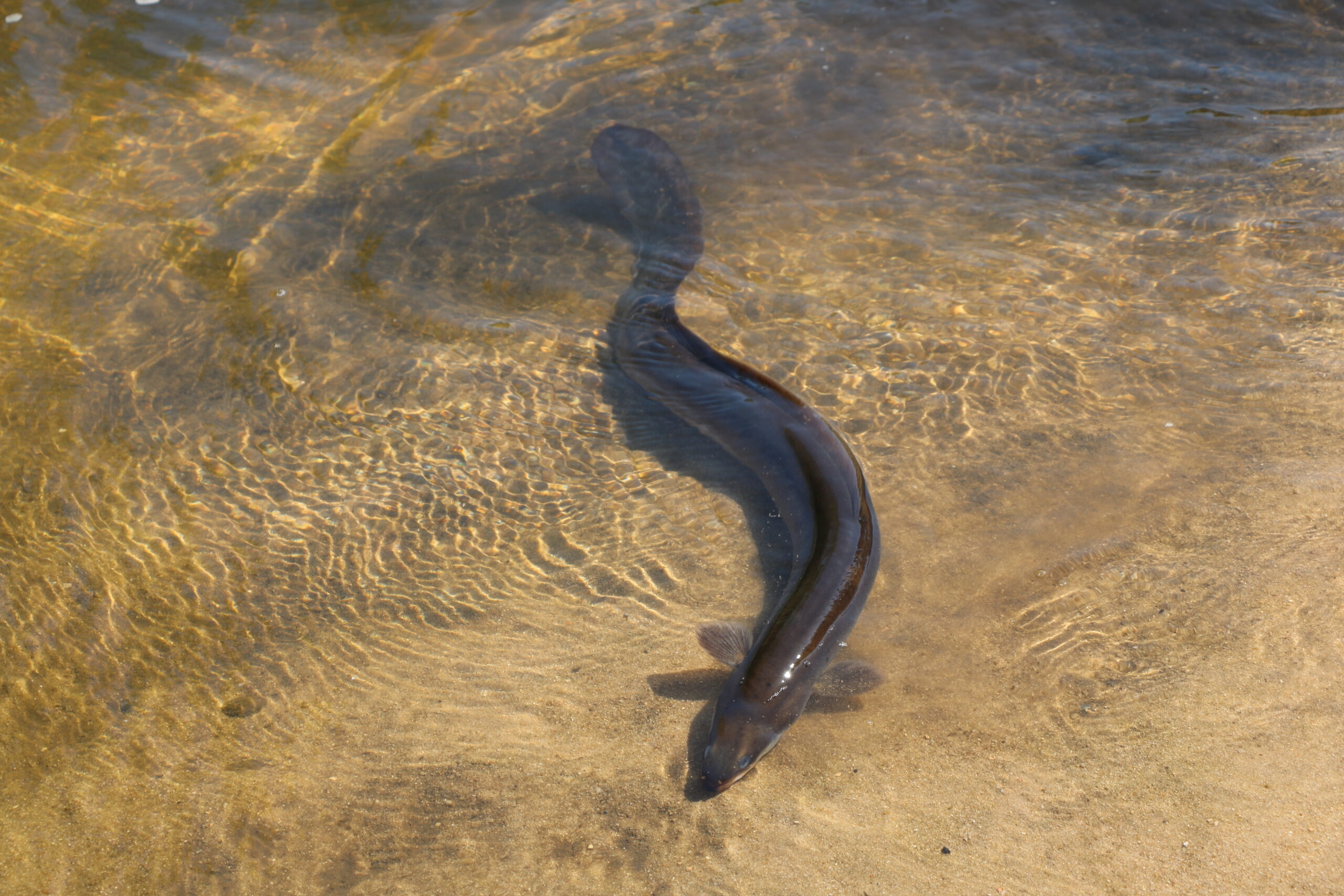 Suivi des poissons grands migrateurs sur le Cher aval